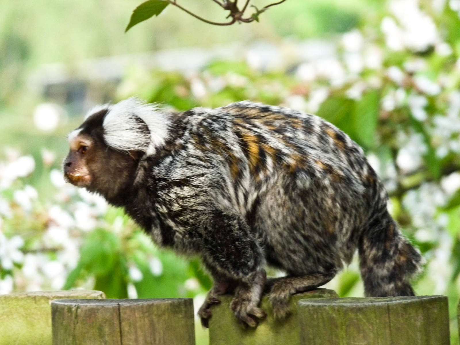 Common Marmoset