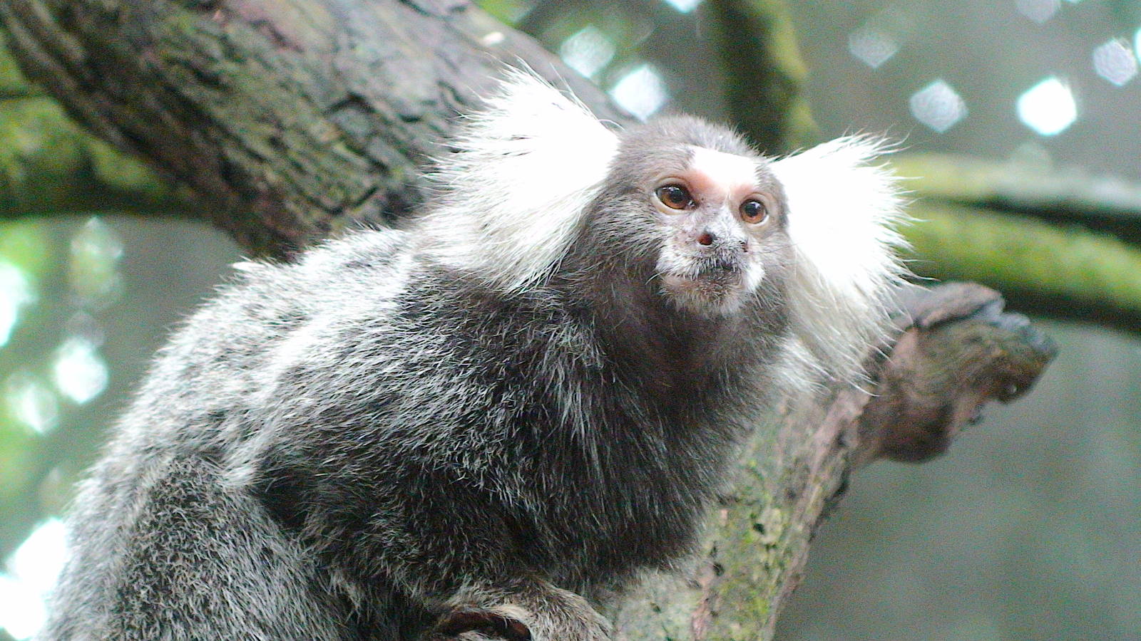 Common marmoset