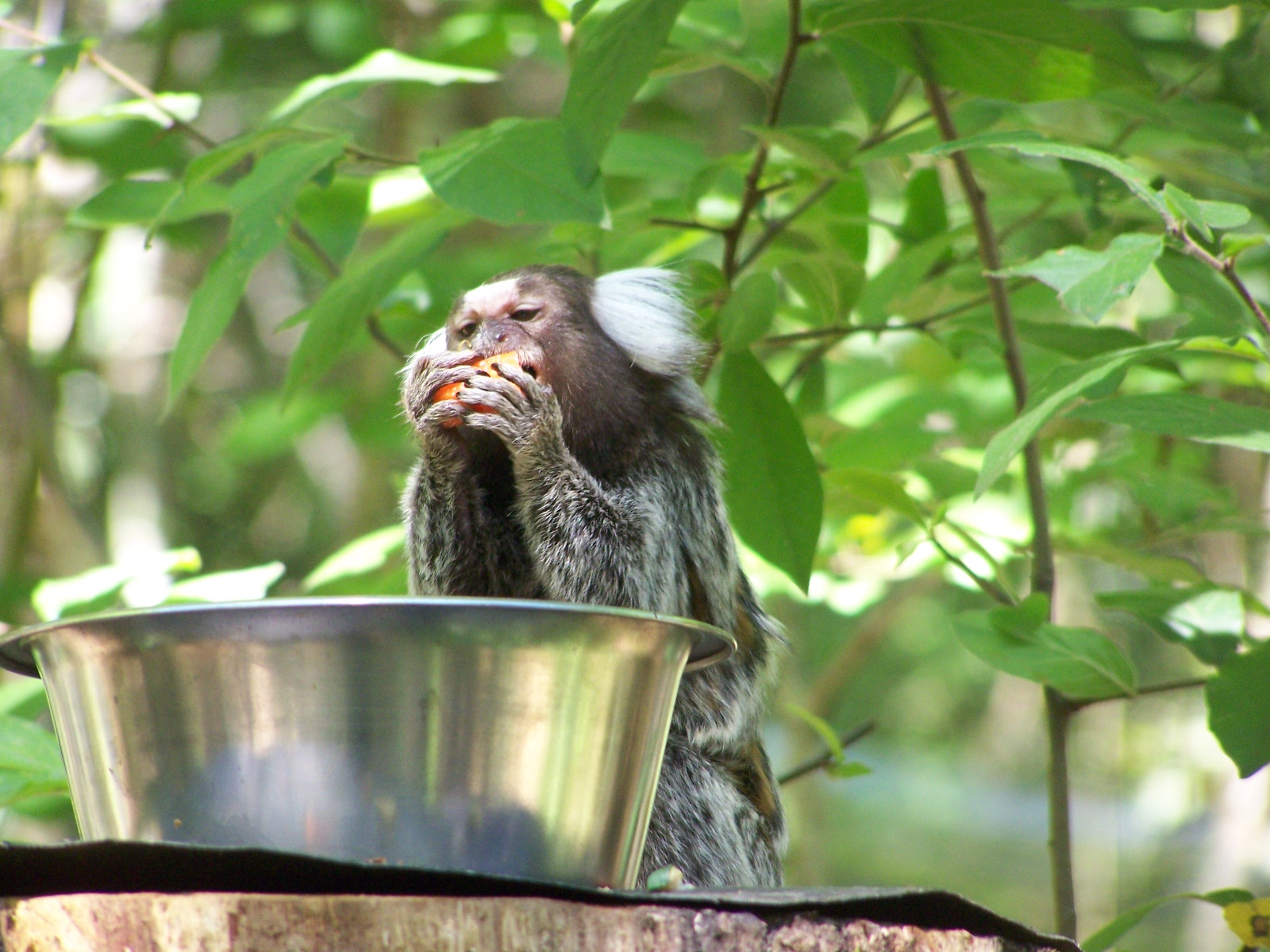 common marmoset