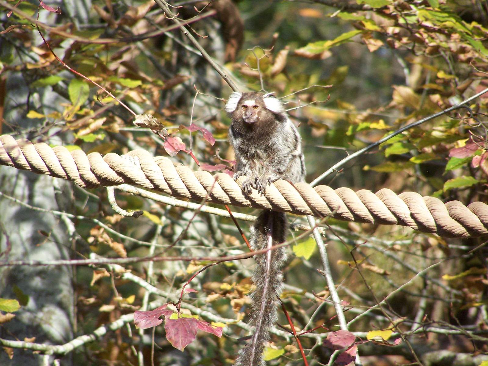 common marmoset