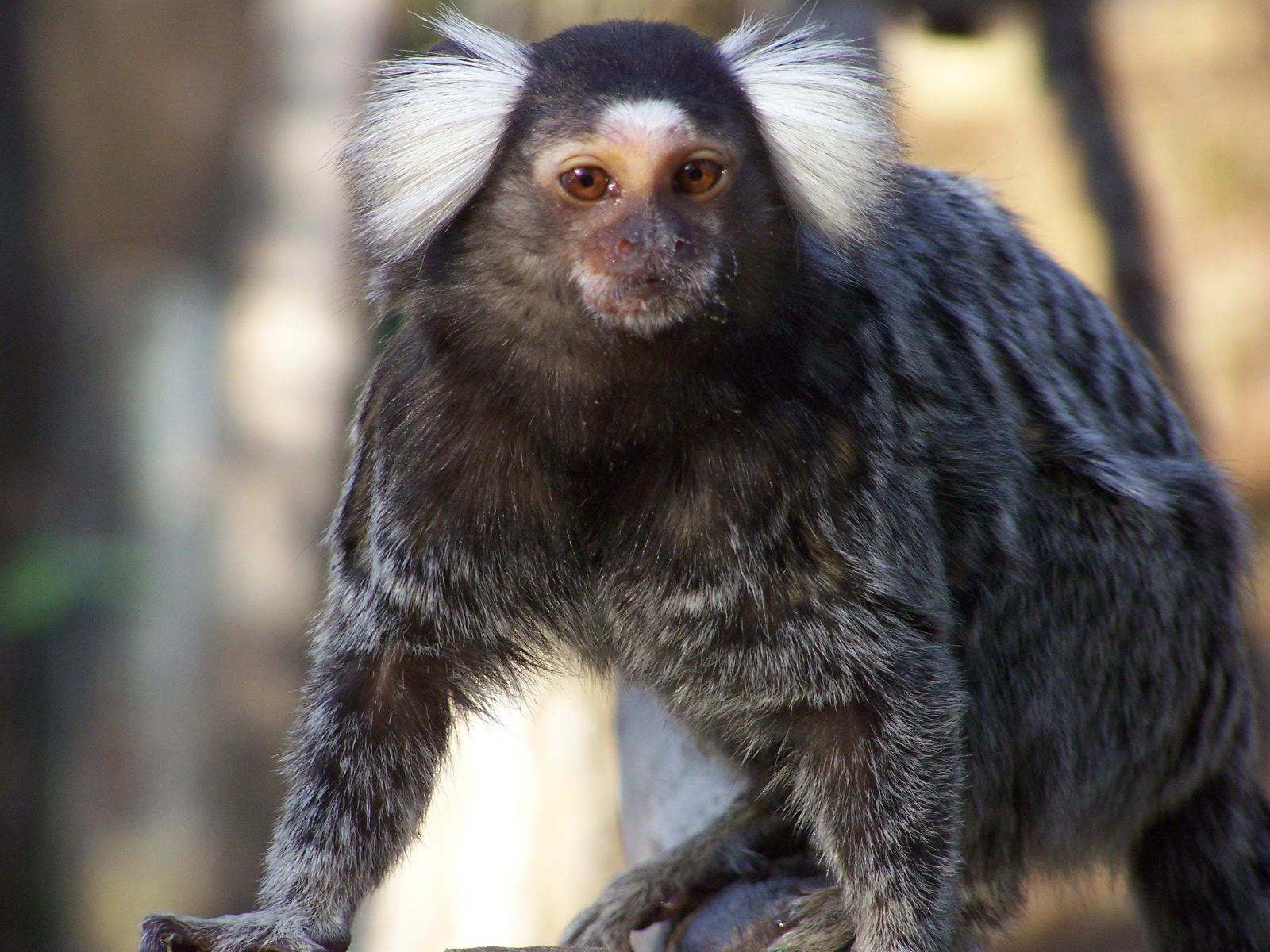 common marmoset