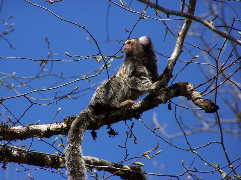 common marmoset