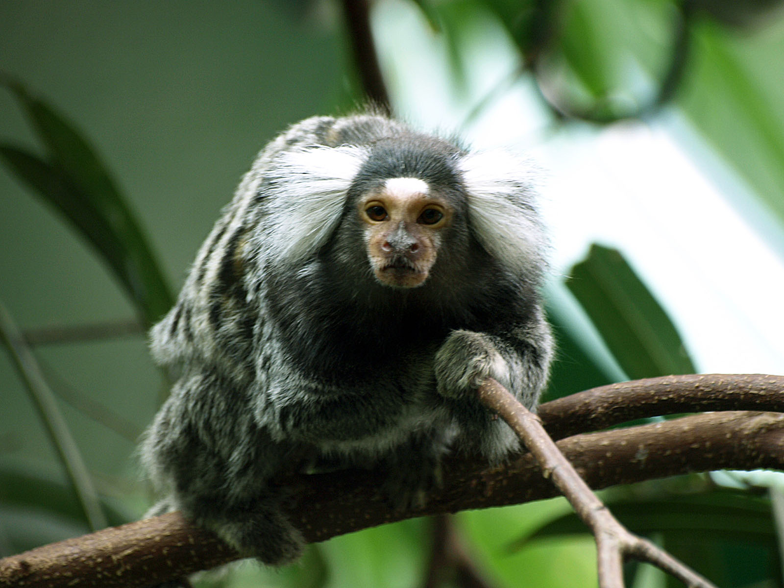 Common marmoset