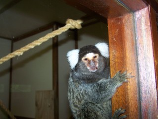 common marmoset