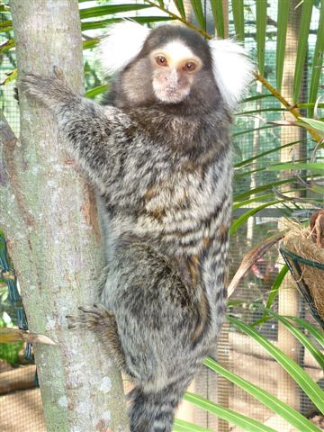 Common Marmoset