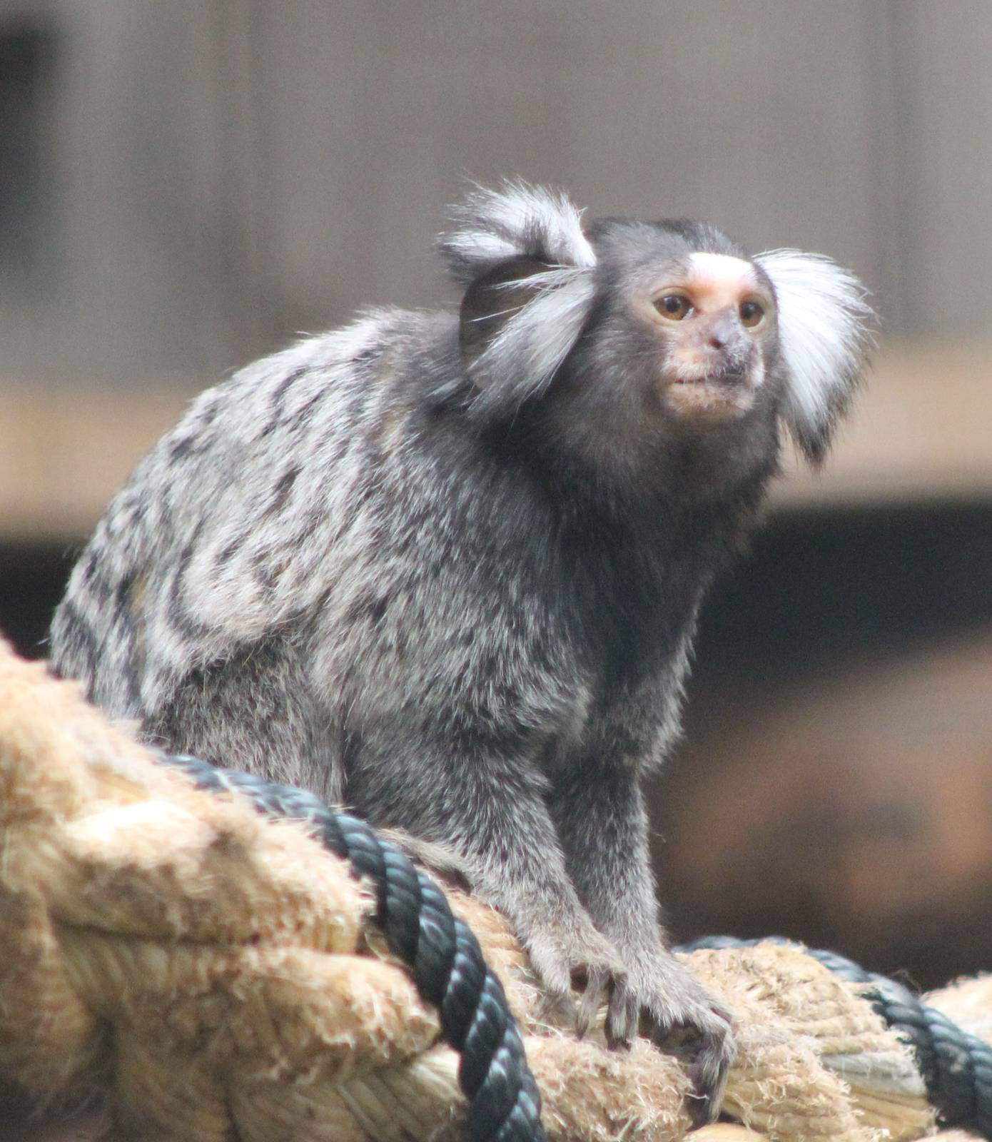 common marmoset