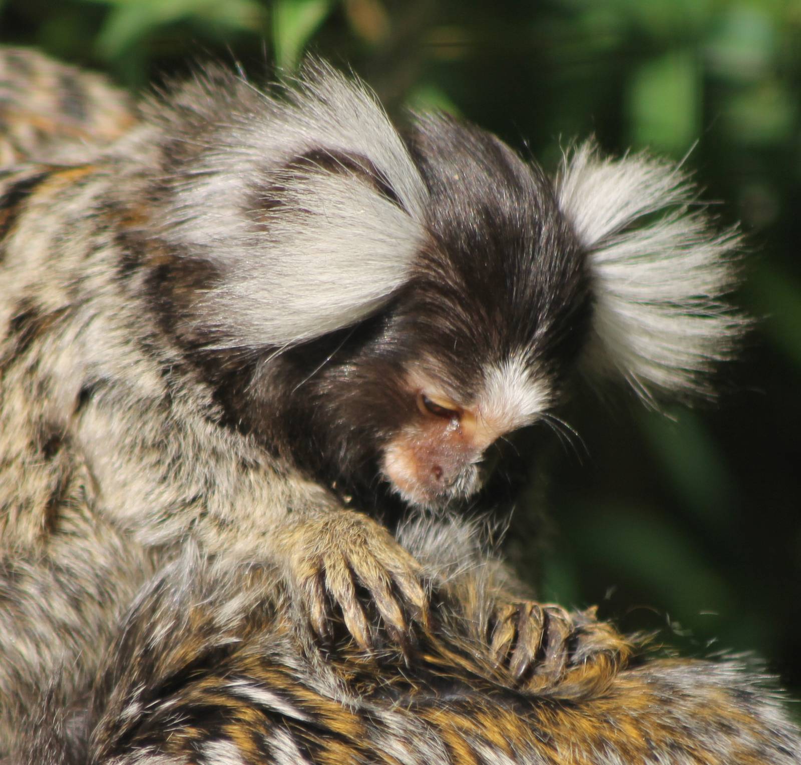 common marmoset