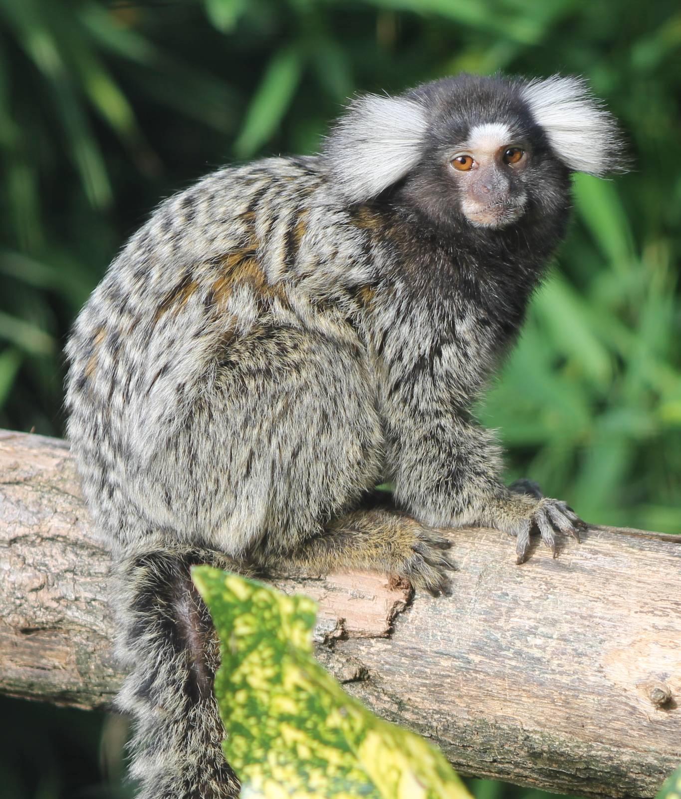 Common marmoset