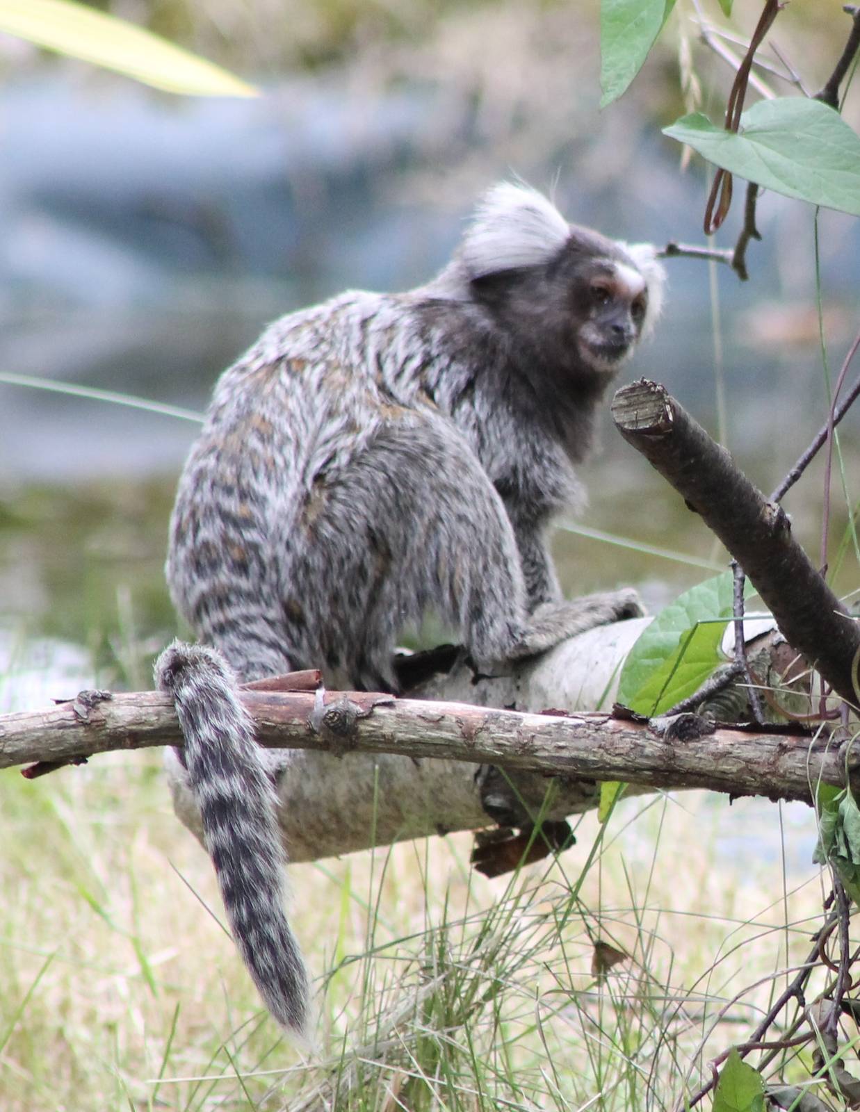 Common marmoset