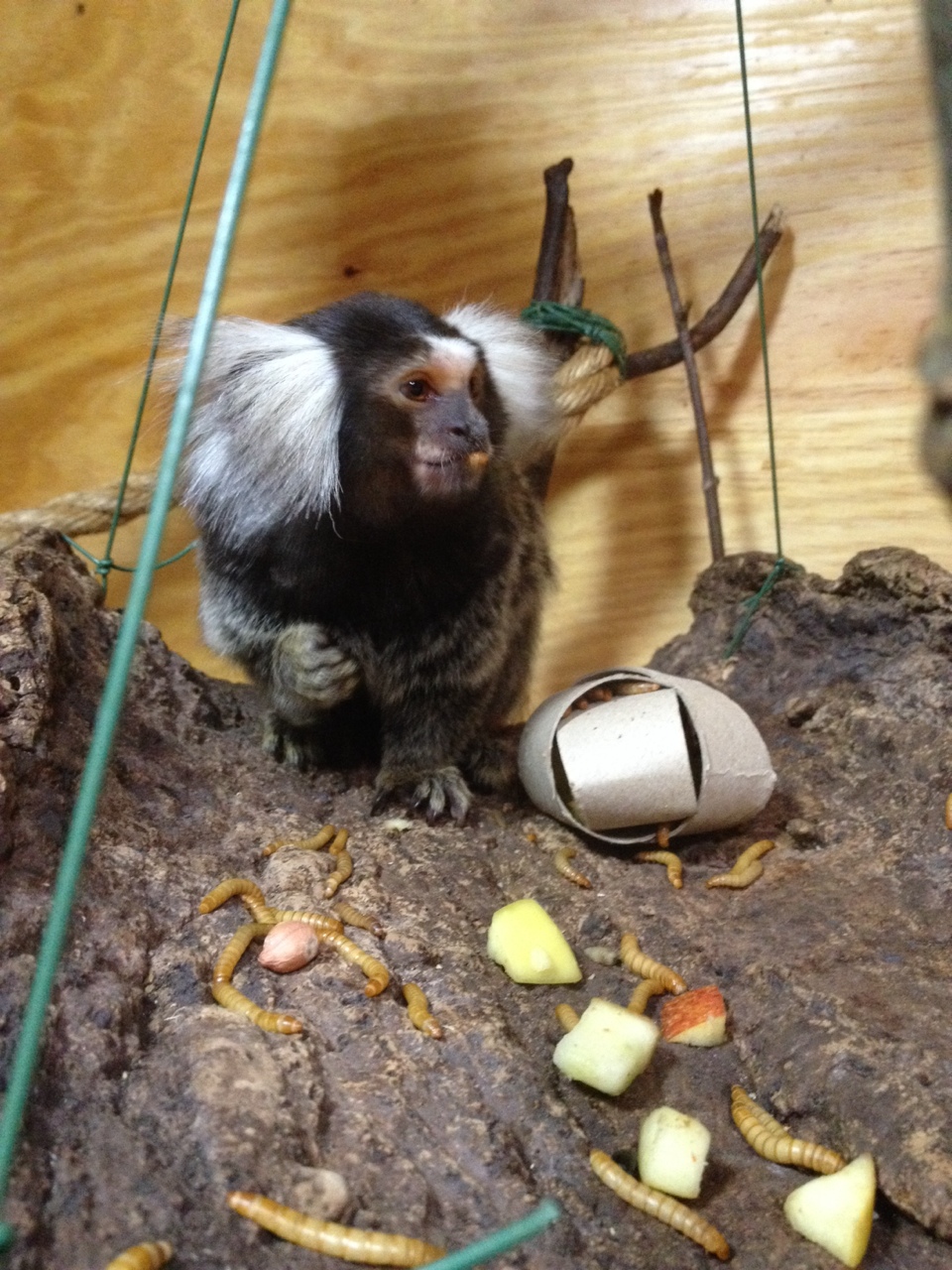 Common Marmoset