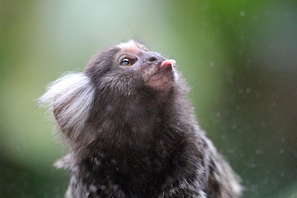 Common Marmoset