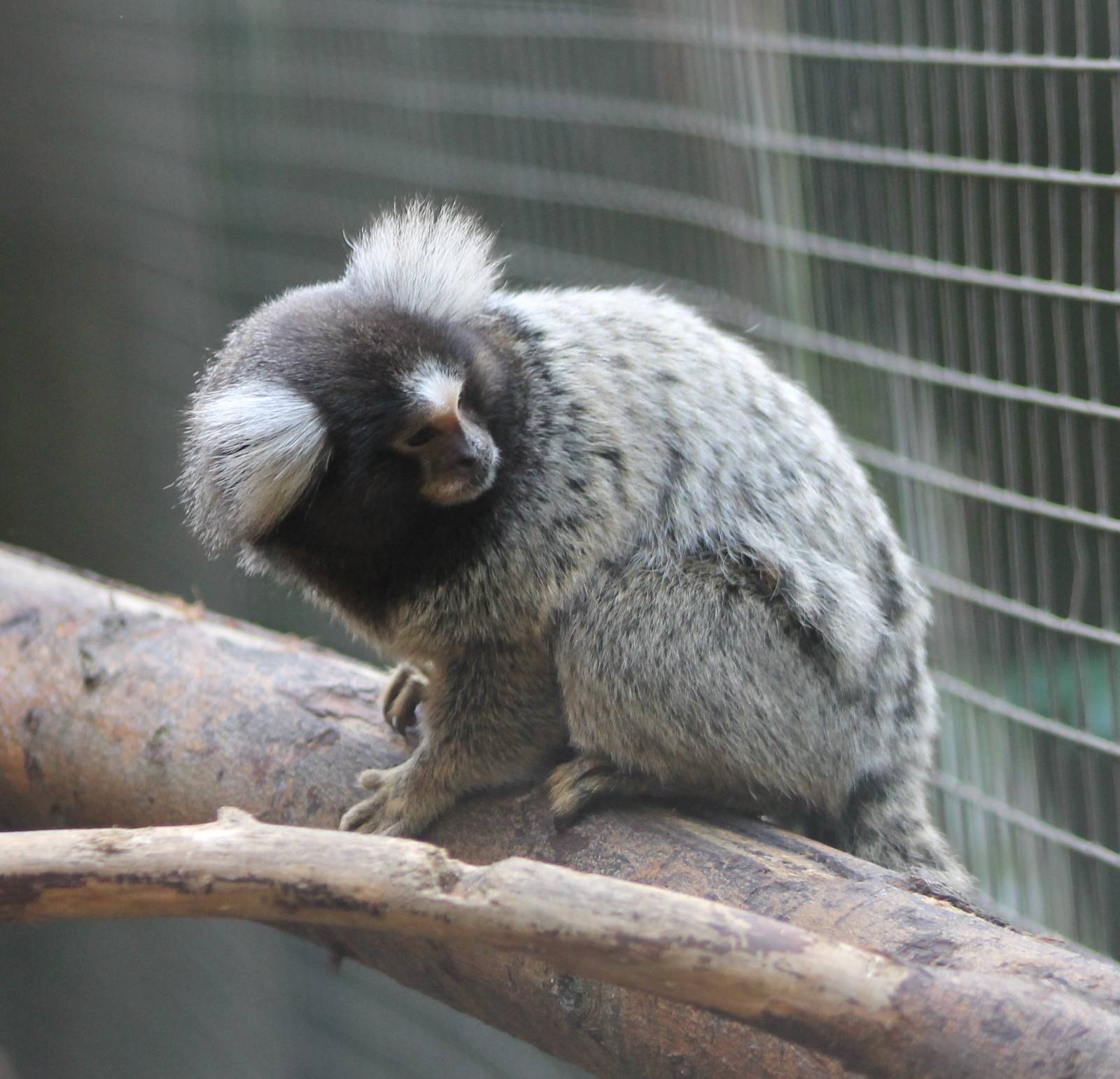 Common marmoset