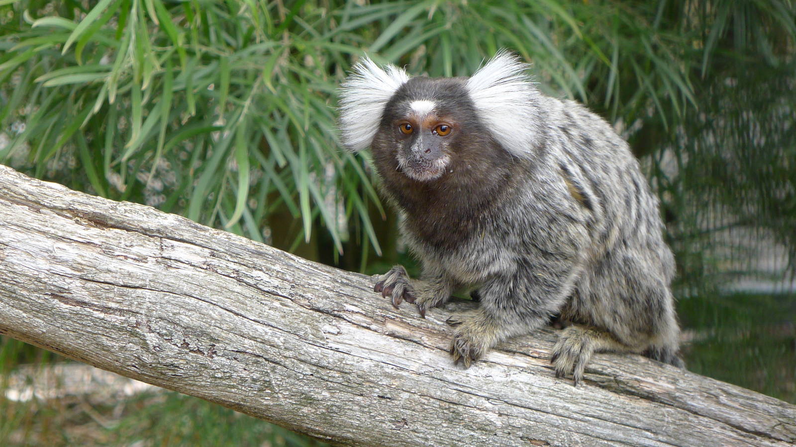 Common Marmoset