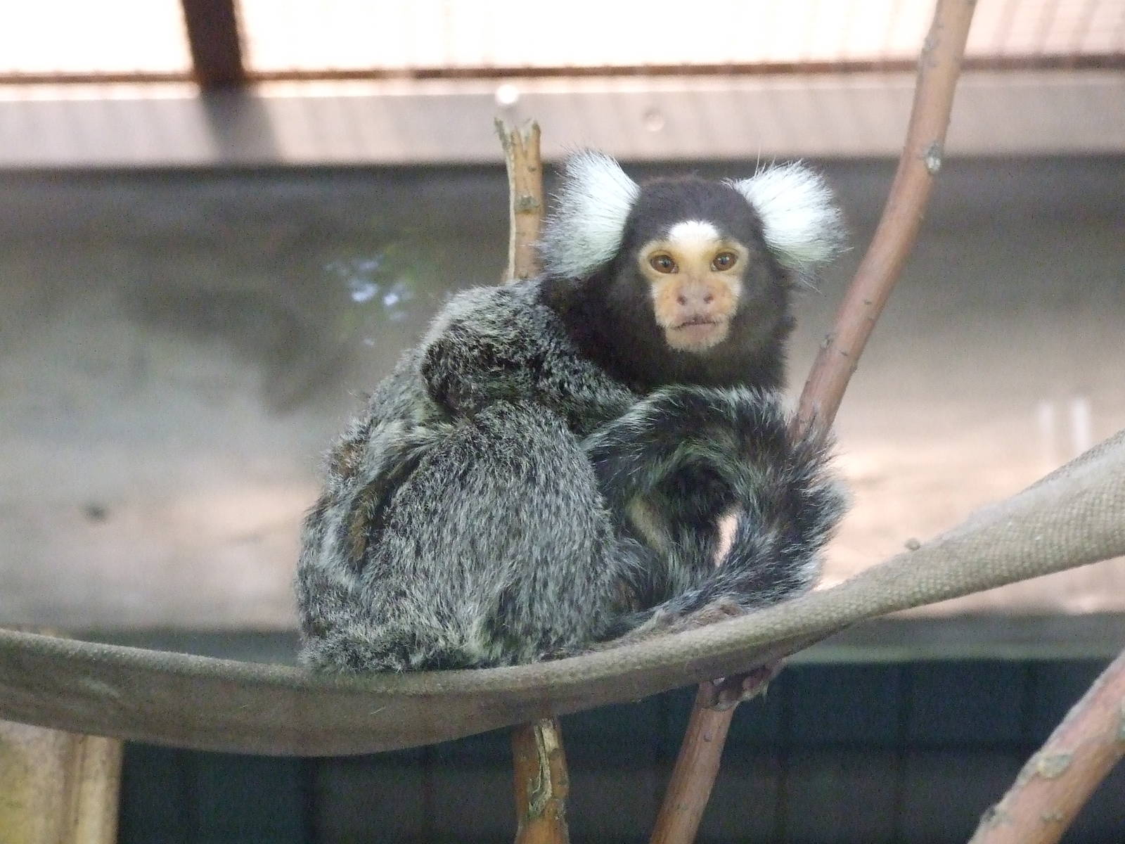 Common Marmoset