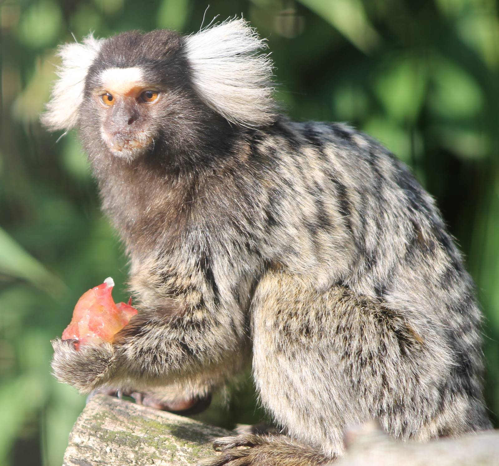 Common marmoset