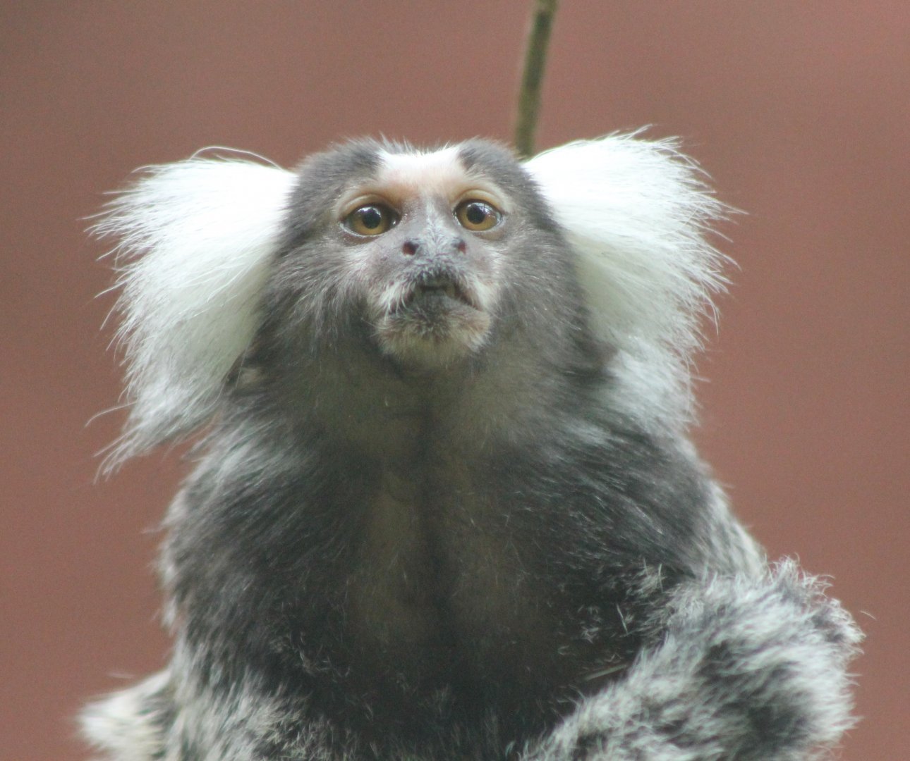 Common marmoset
