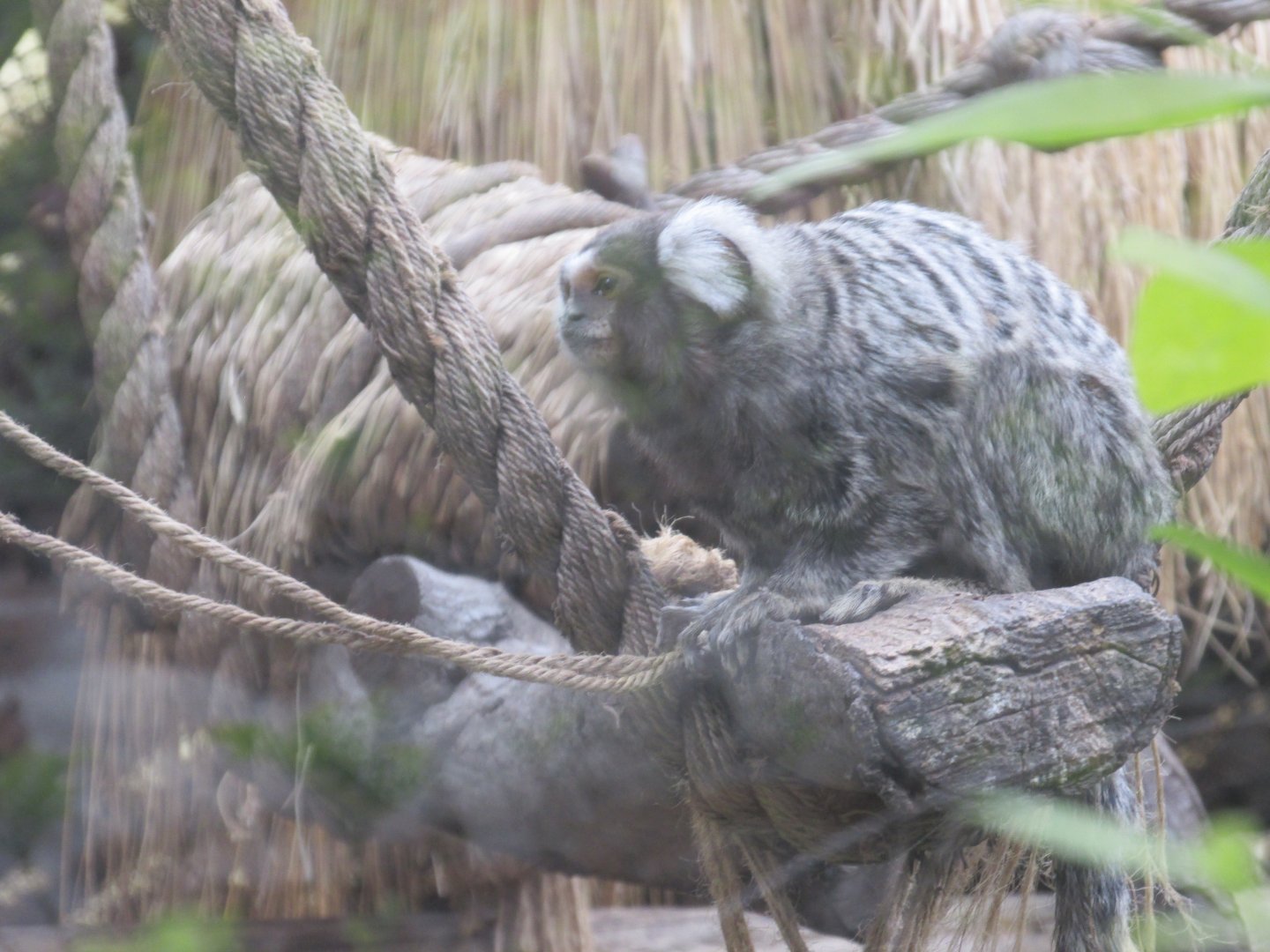 common marmoset