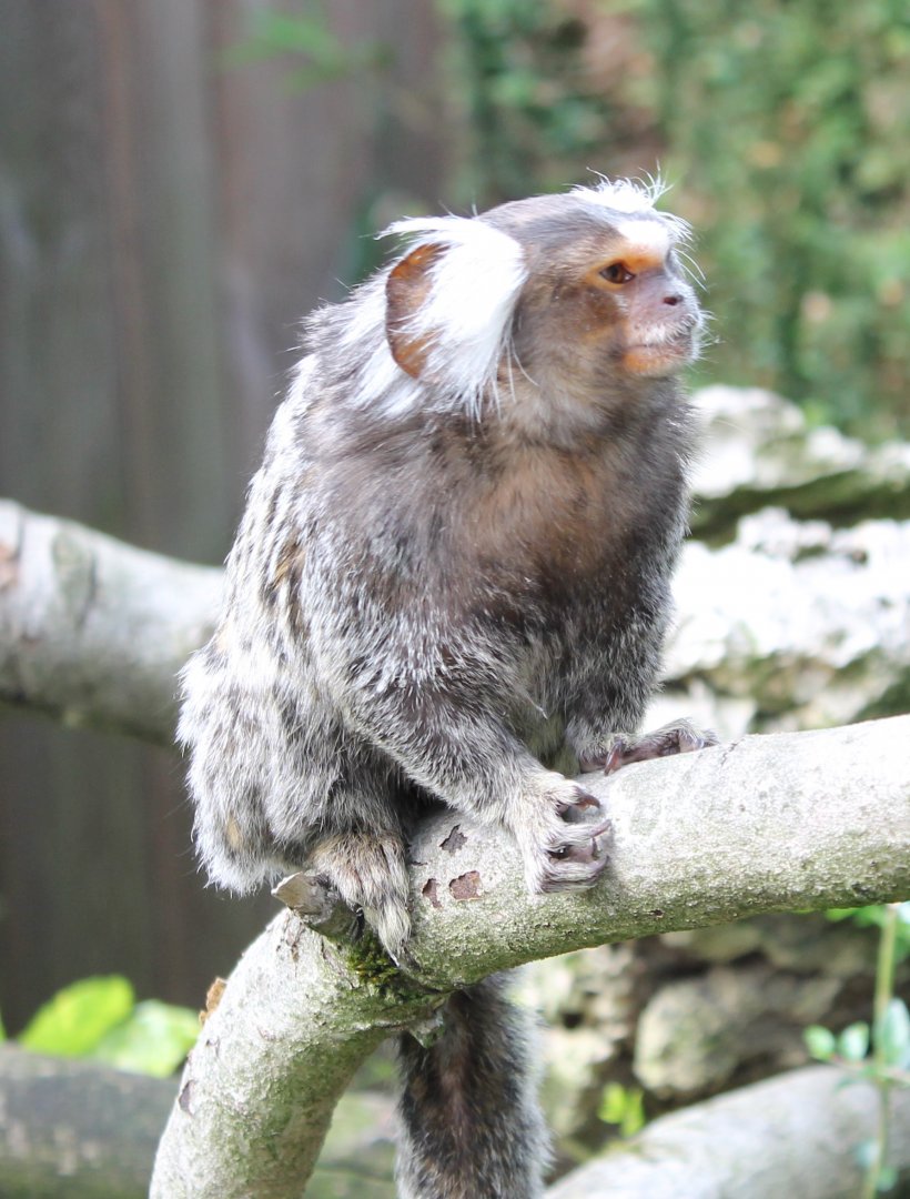 Common marmoset
