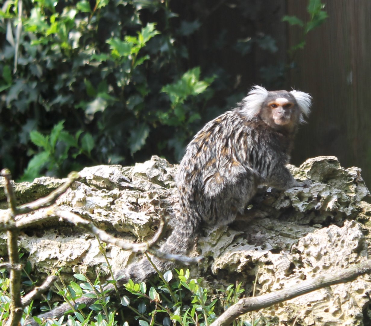 Common marmoset
