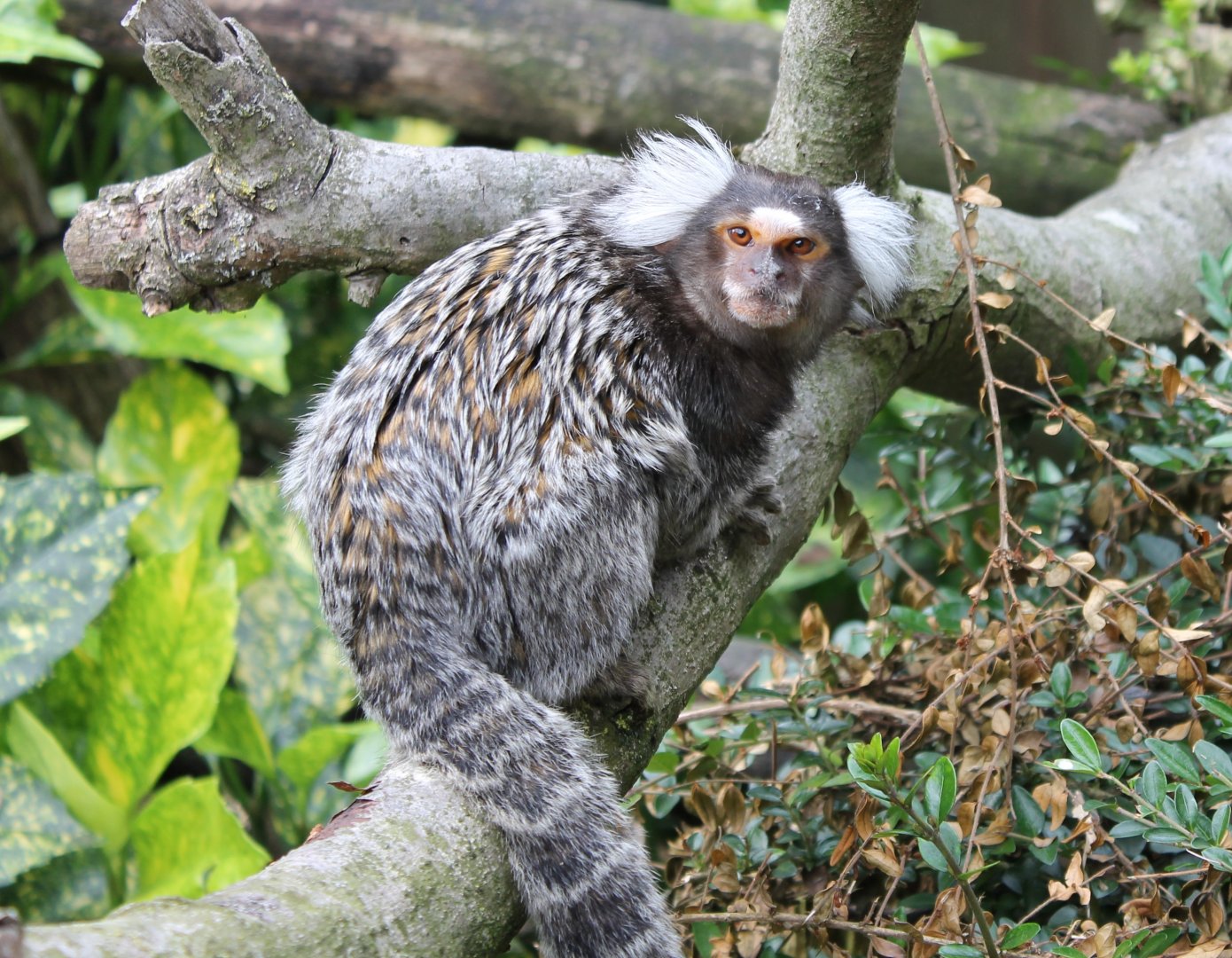Common marmoset