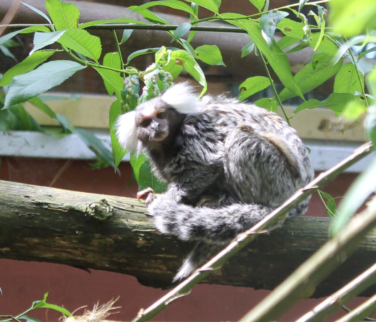 Common marmoset