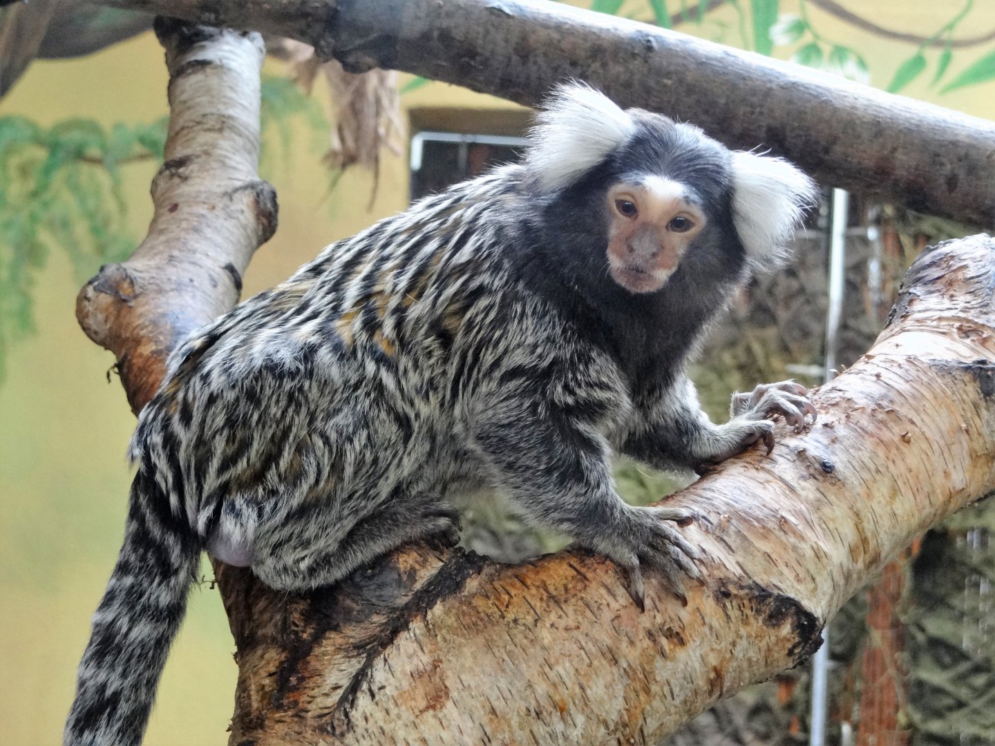 Common Marmoset