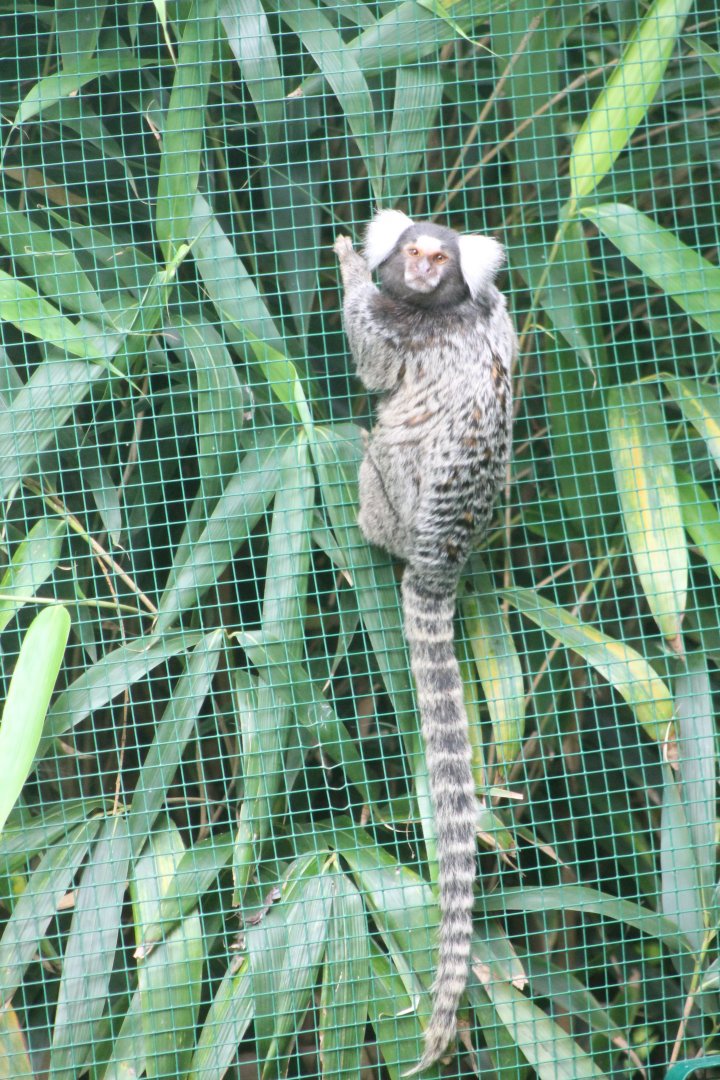 Common marmoset