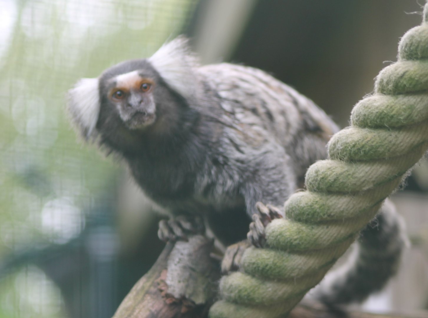 Common marmoset
