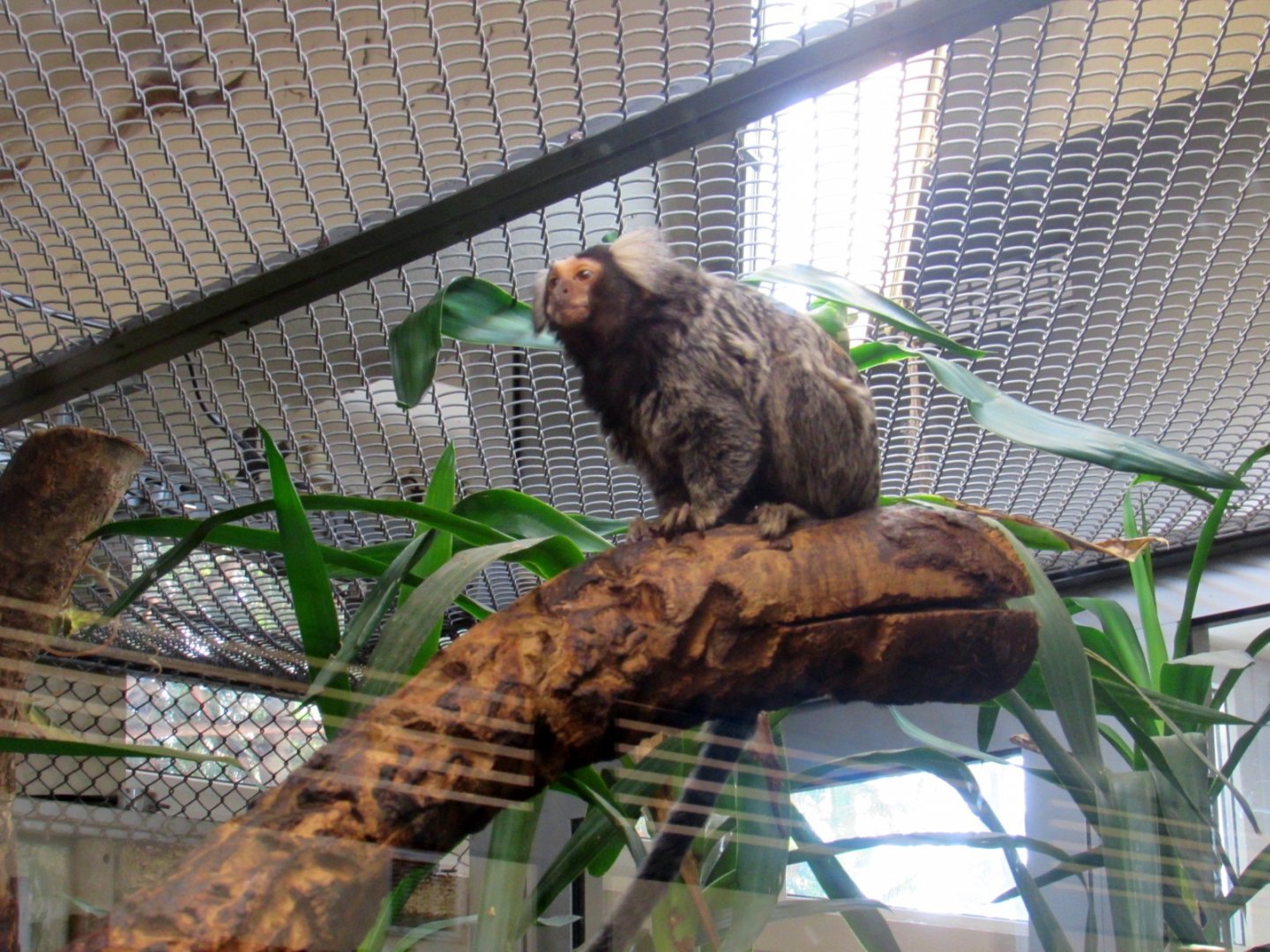 Common marmoset
