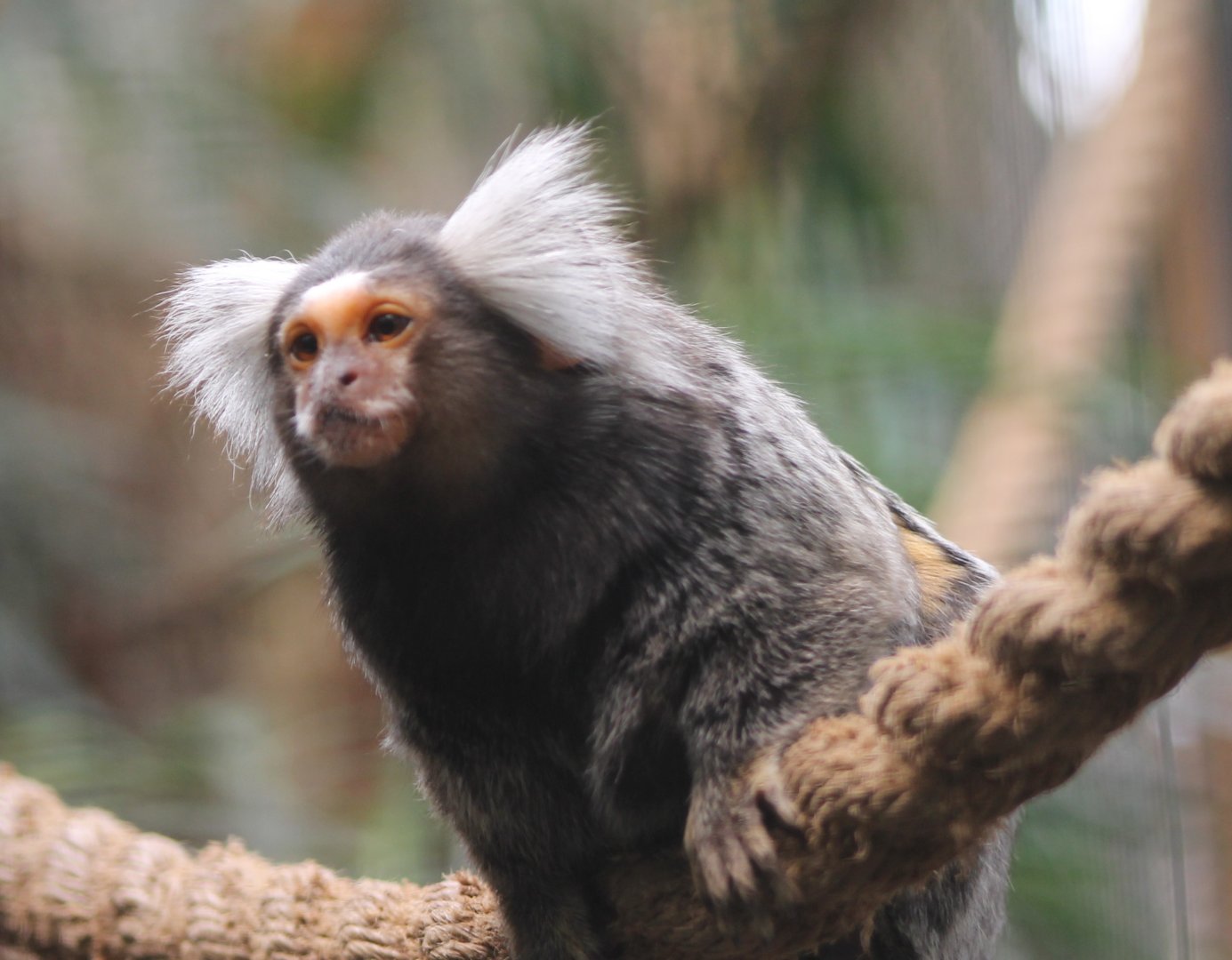 Common marmoset