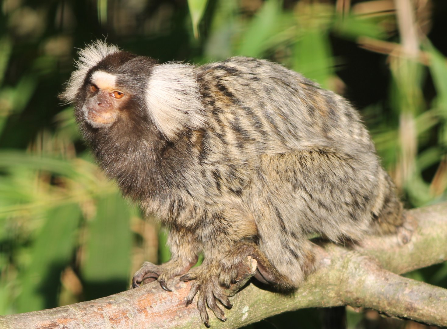 Common marmoset