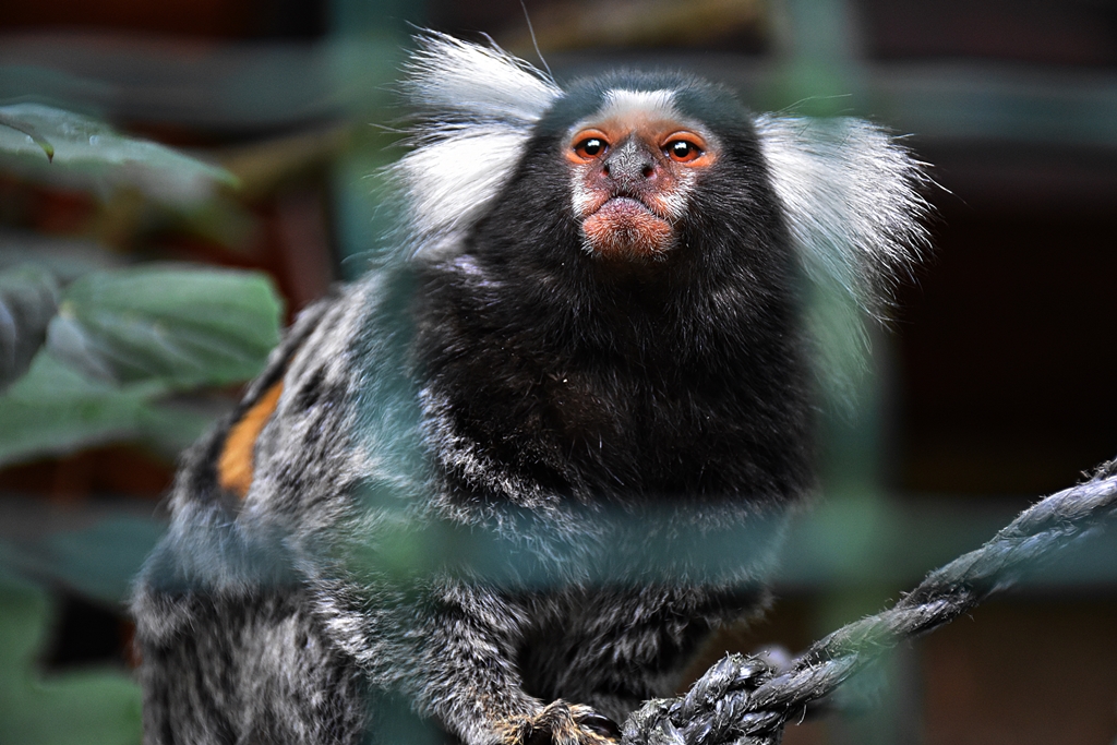 Common marmoset