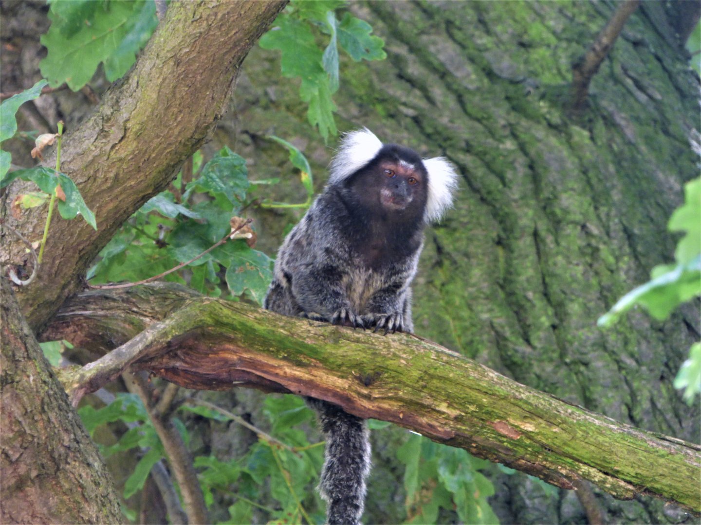 Common Marmoset