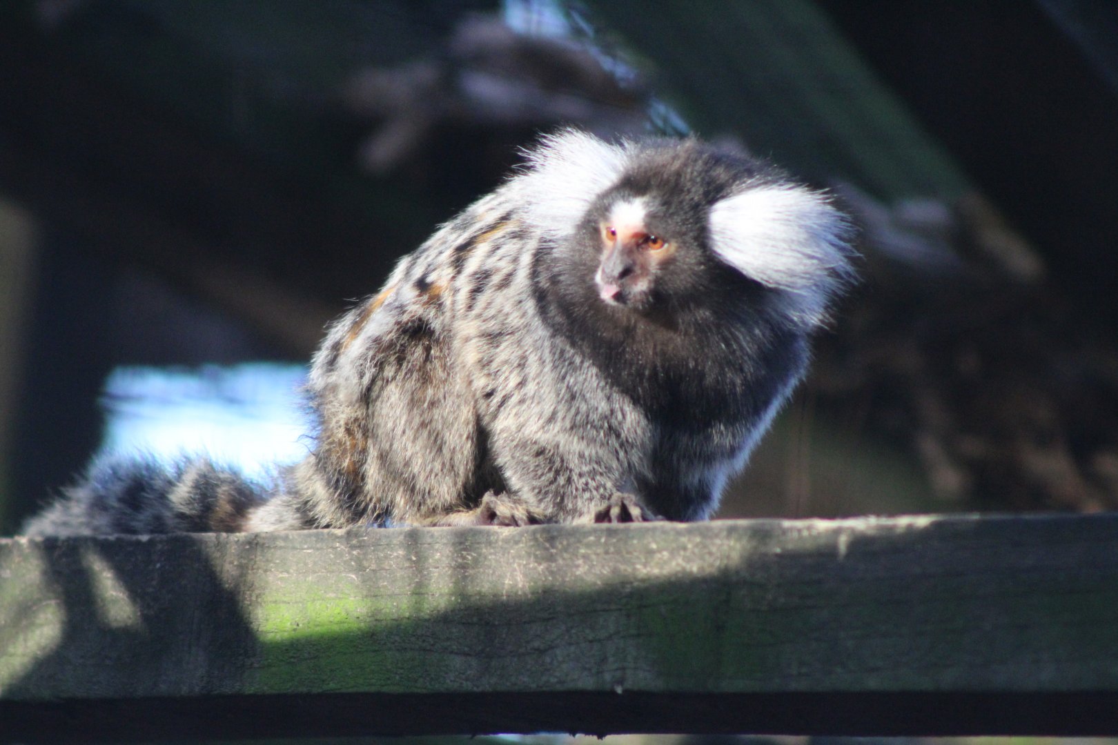 Common Marmoset