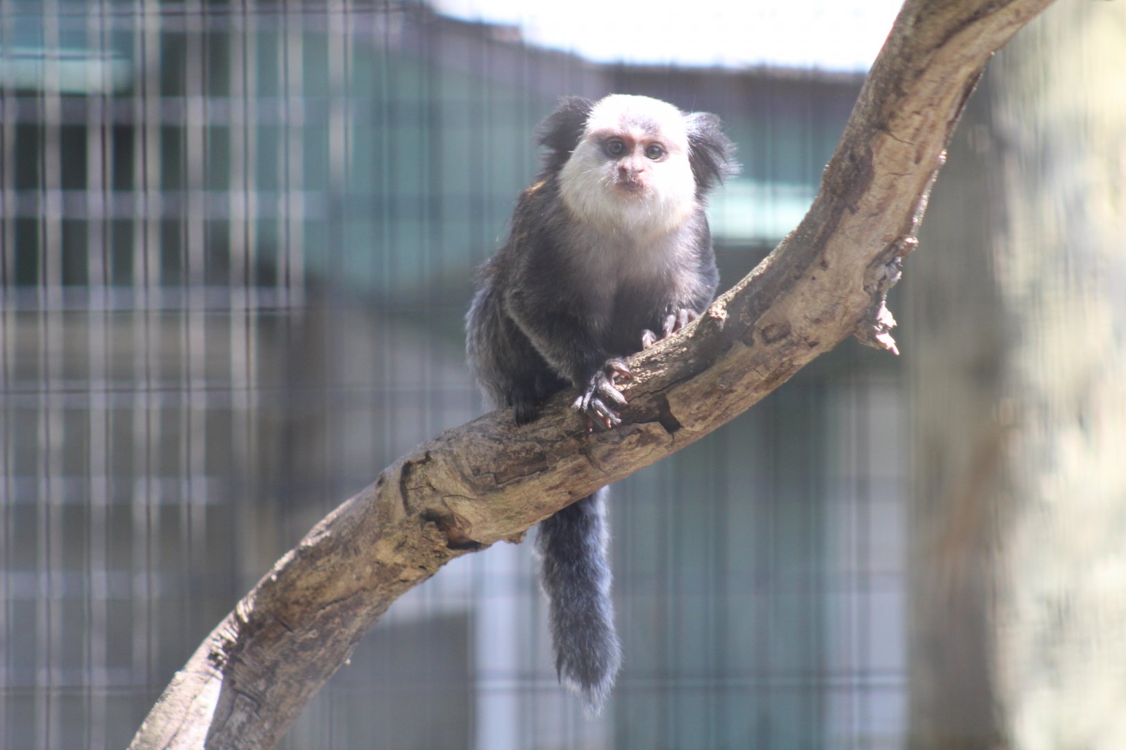 Common Marmoset
