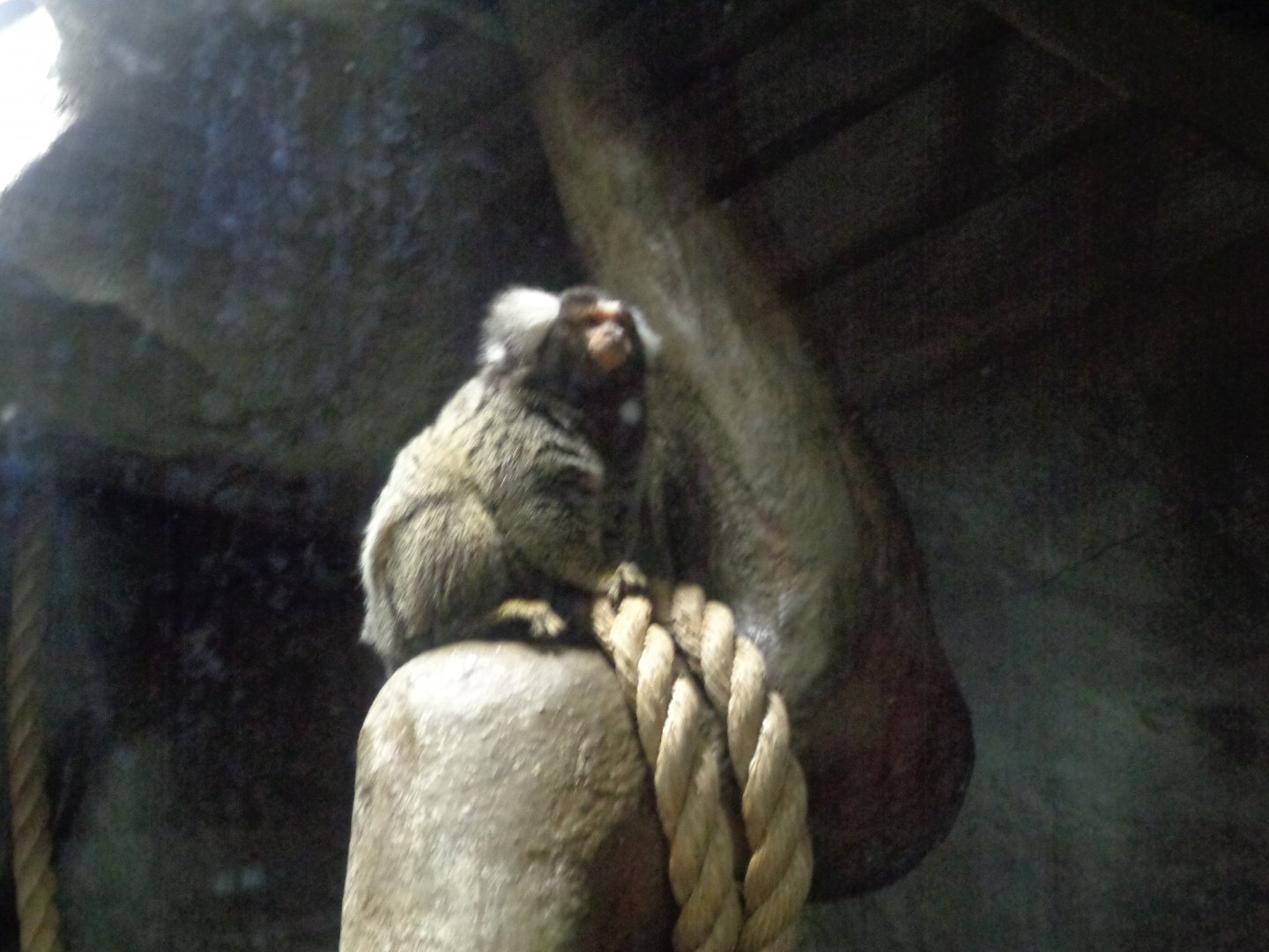 Common marmoset