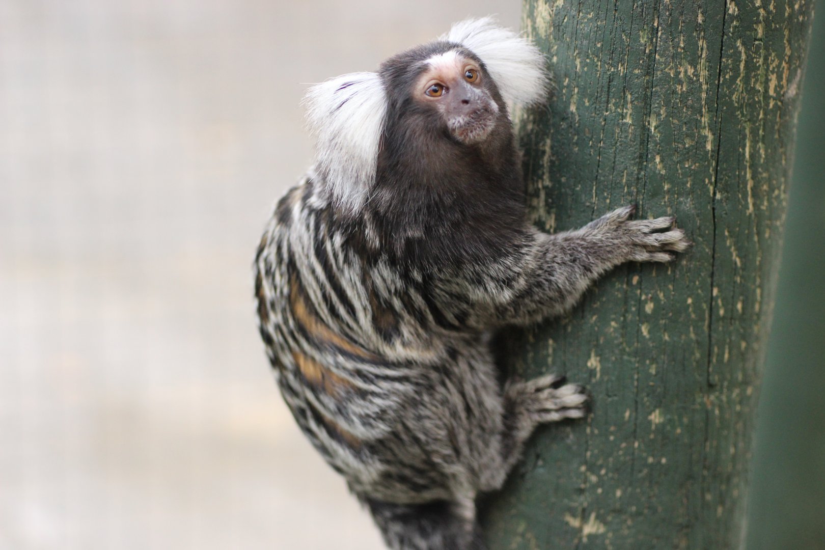 Common Marmoset