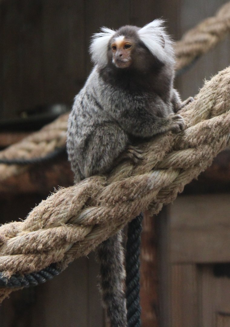 Common marmoset
