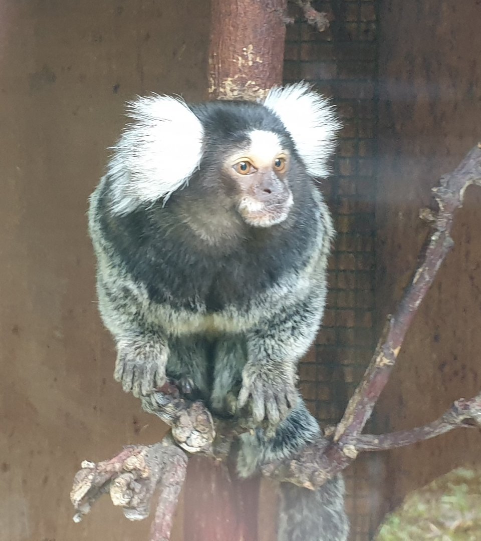 Common marmoset