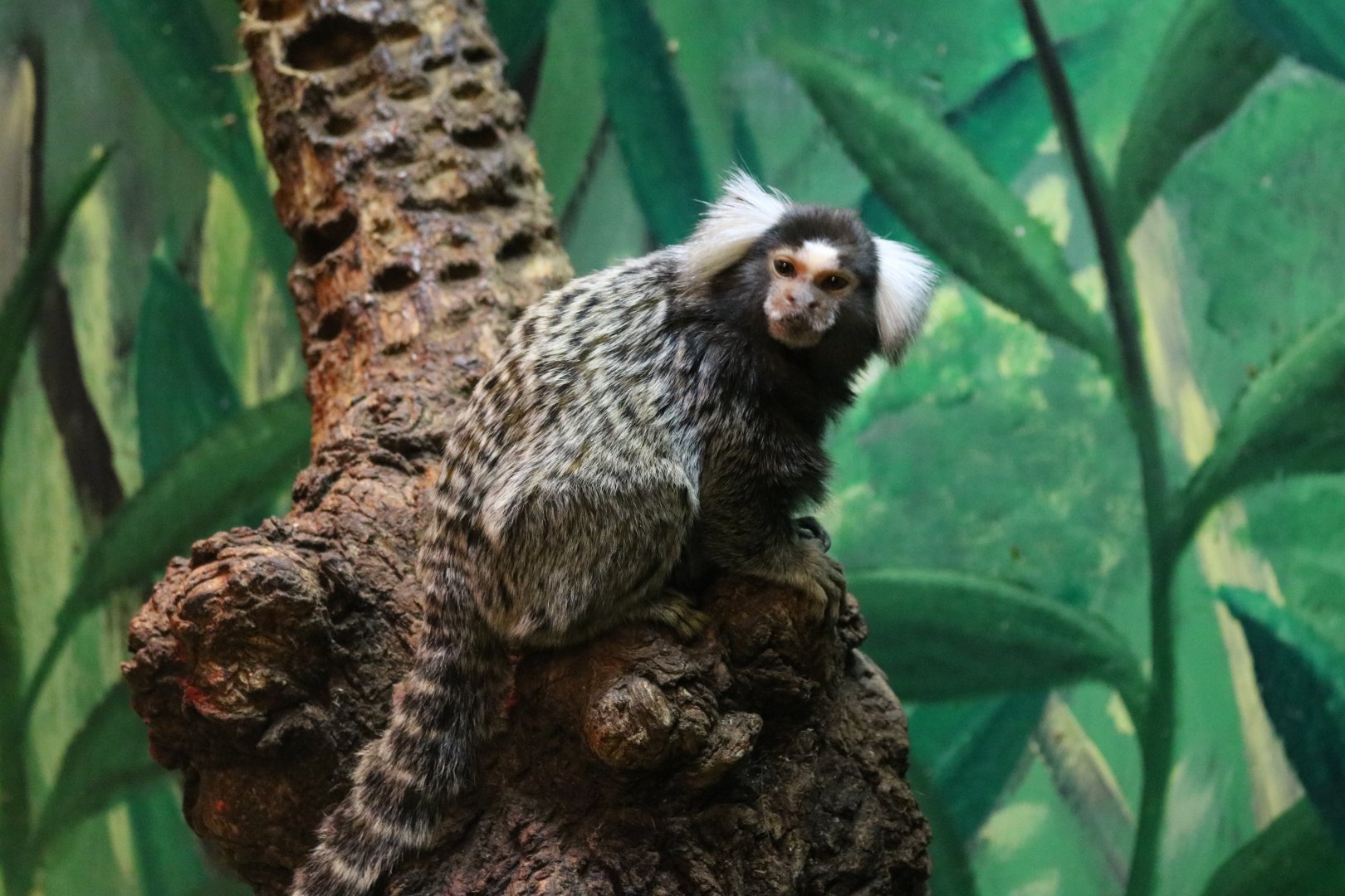 Common Marmoset