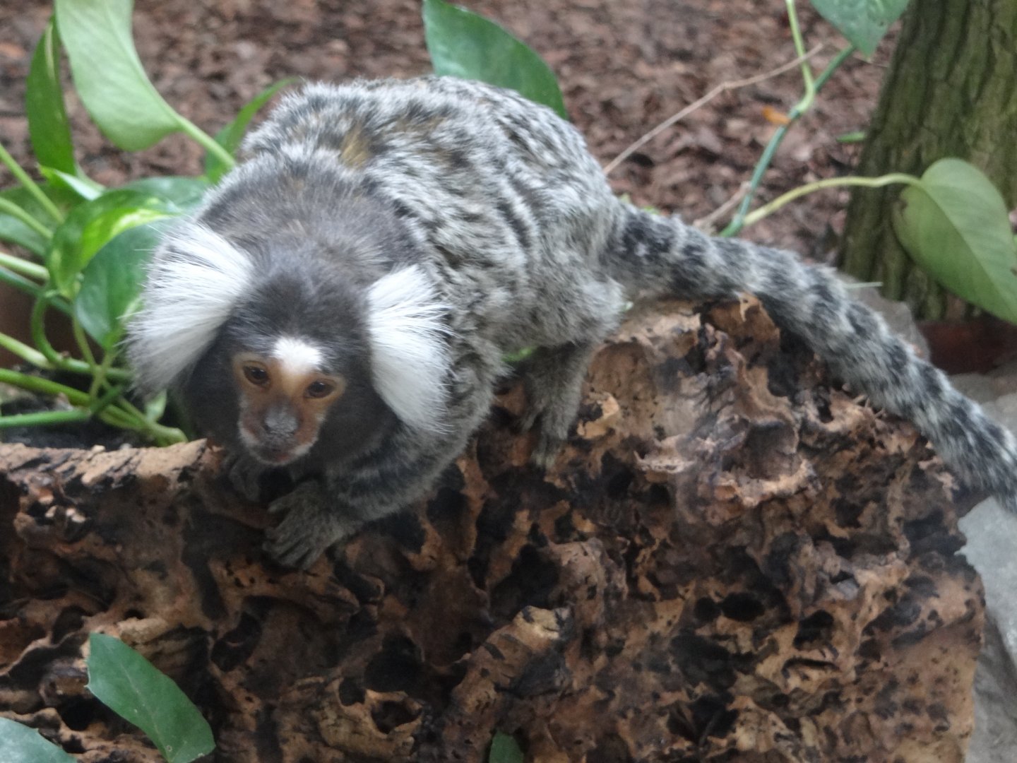 Common Marmoset