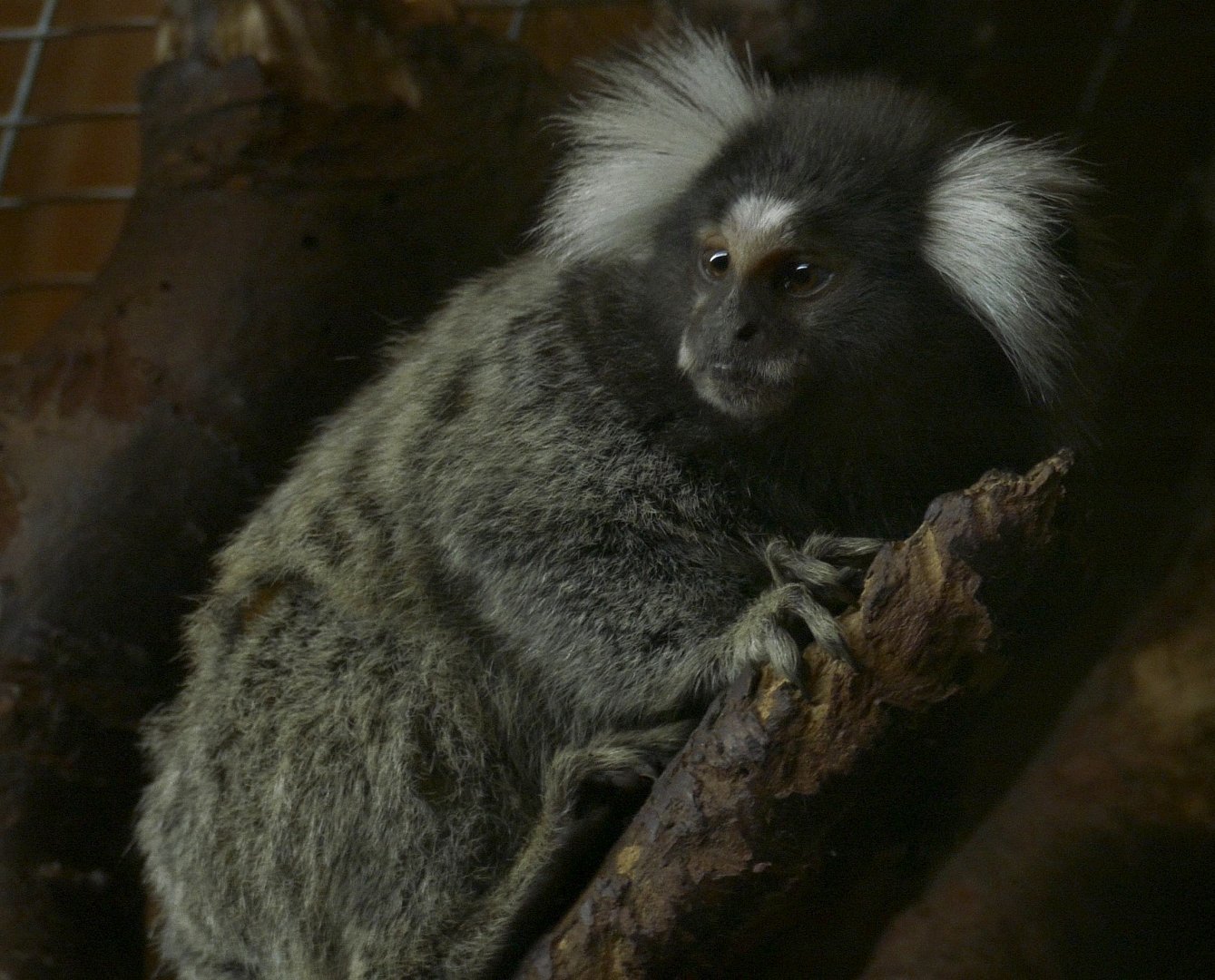 Common Marmoset