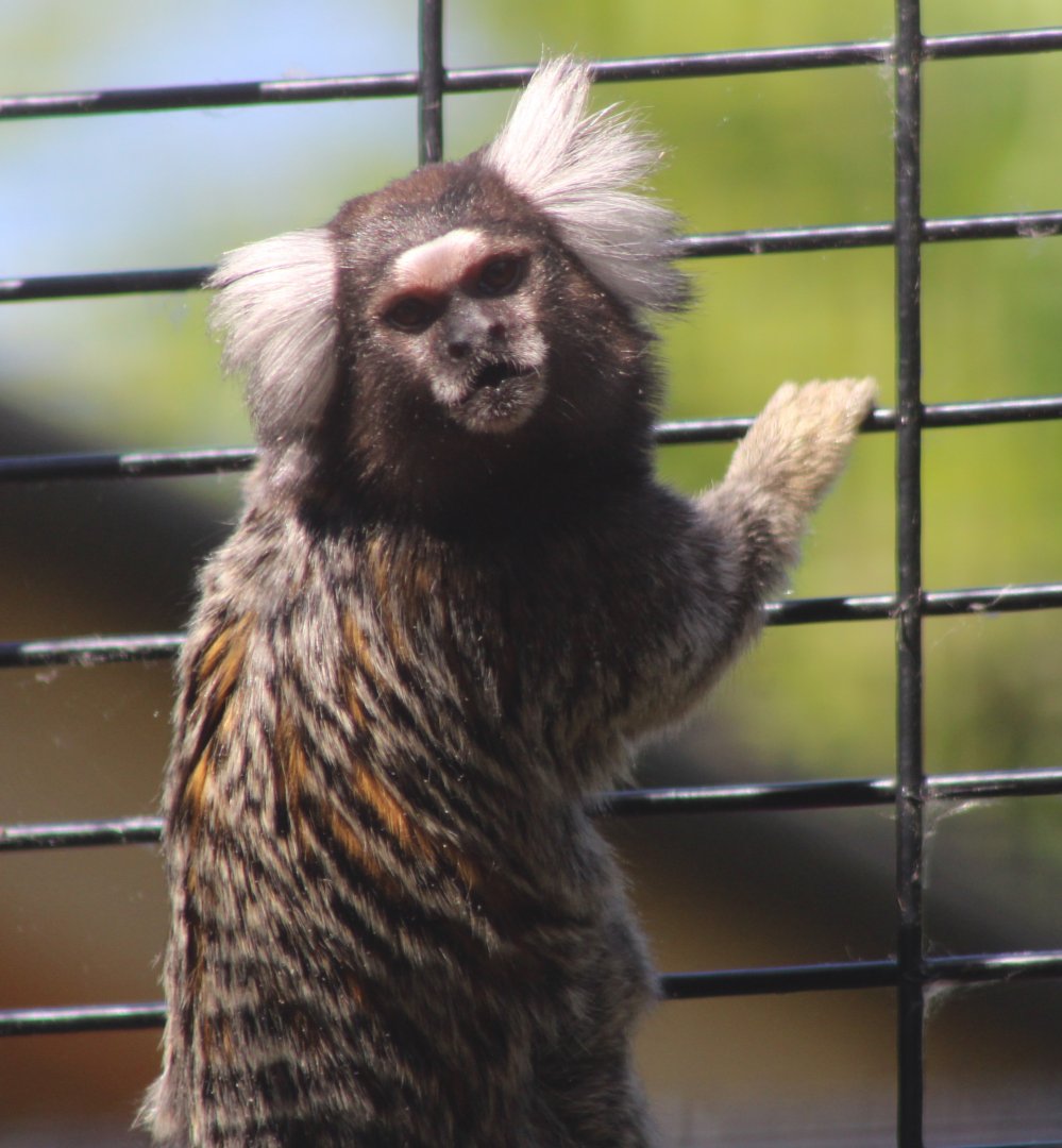 Common marmoset