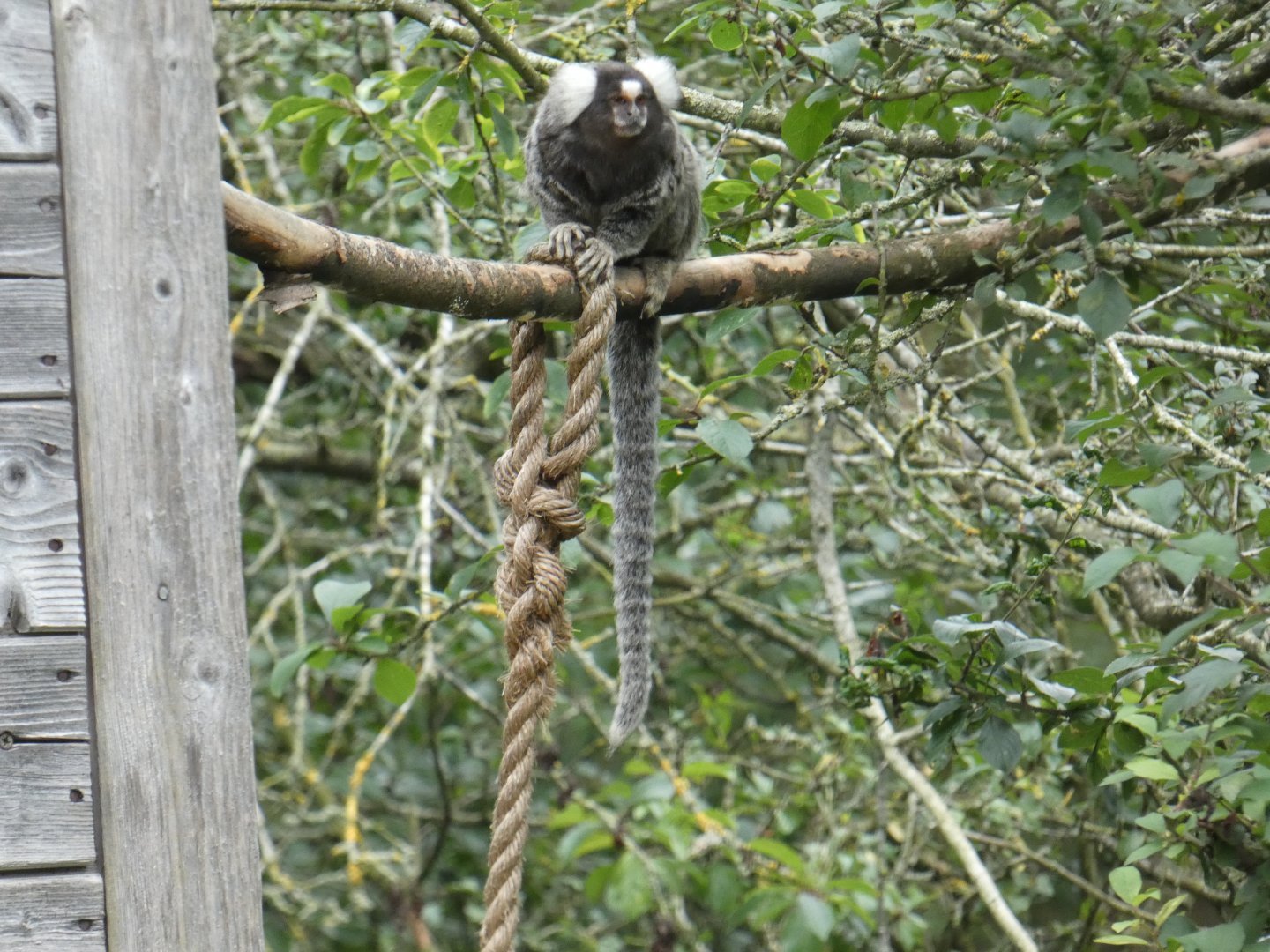Common marmoset