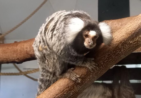 Common marmoset