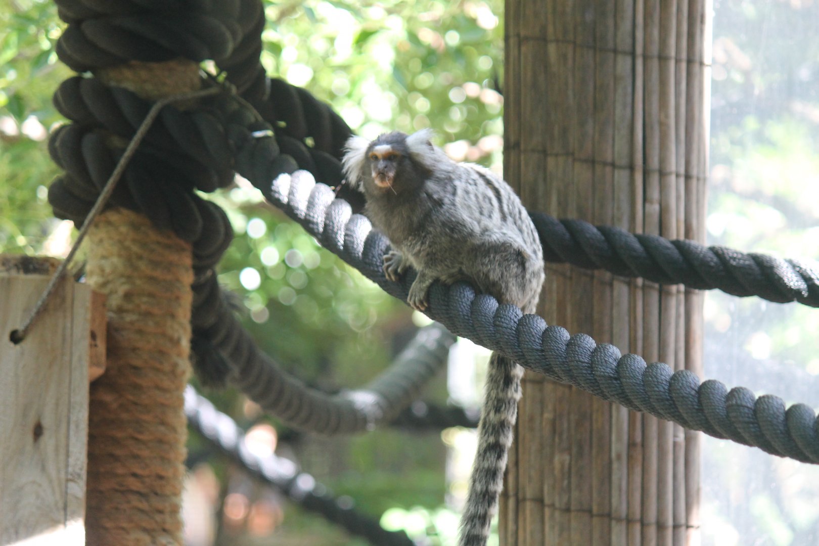 Common Marmoset