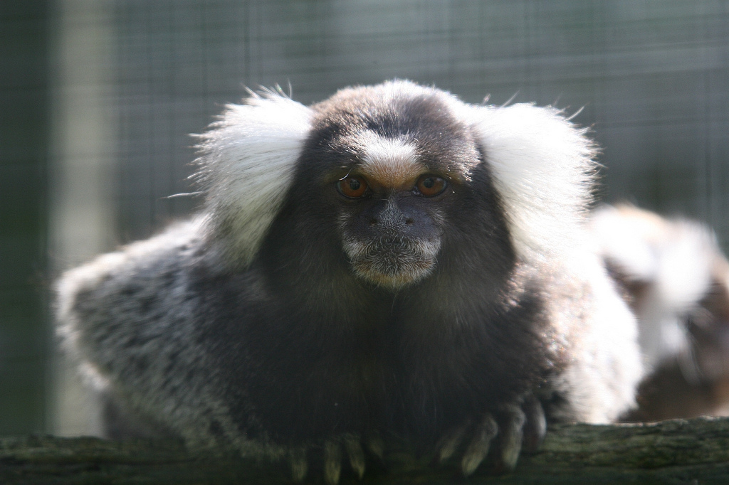 Common Marmoset
