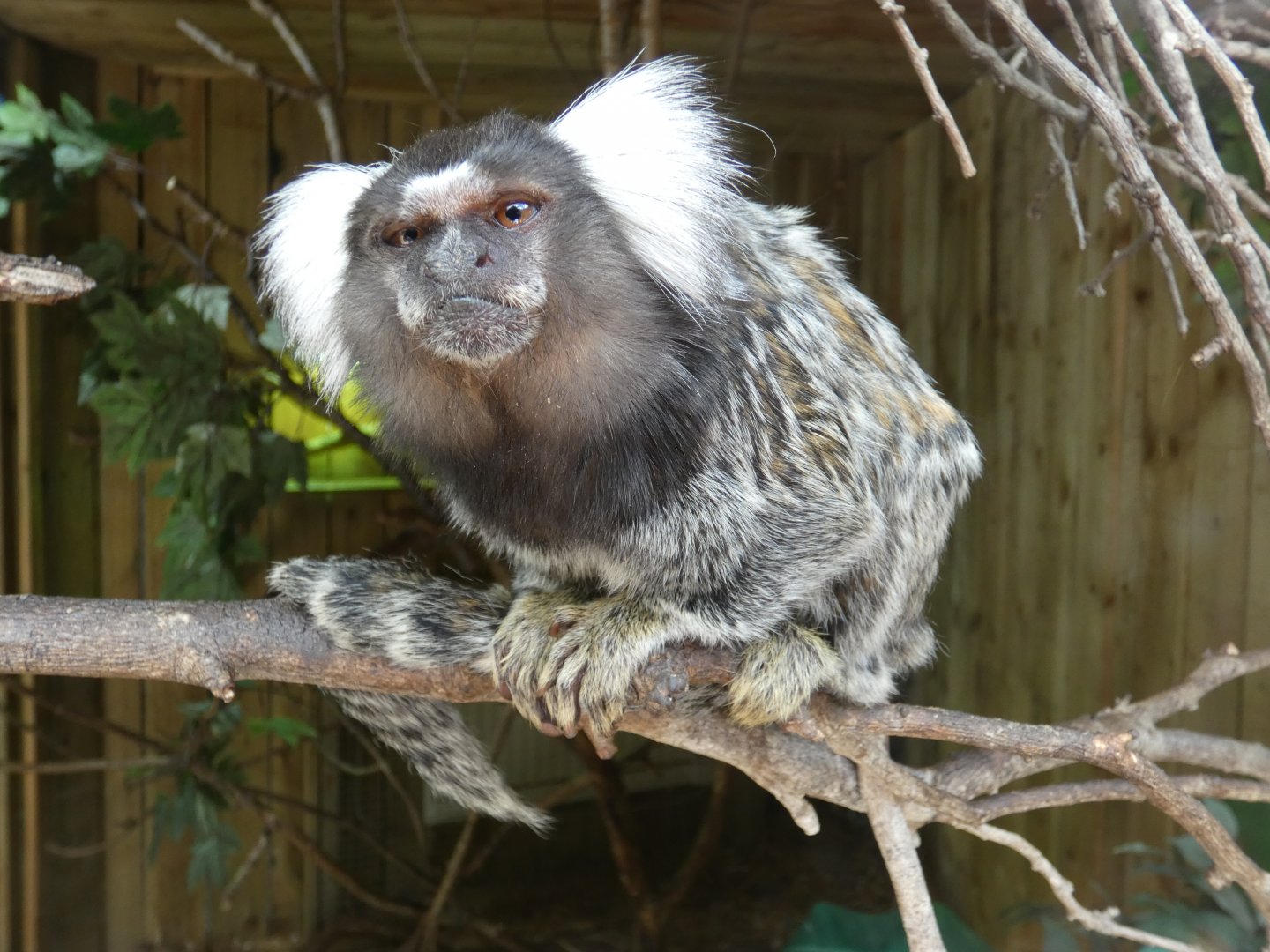 Common marmoset