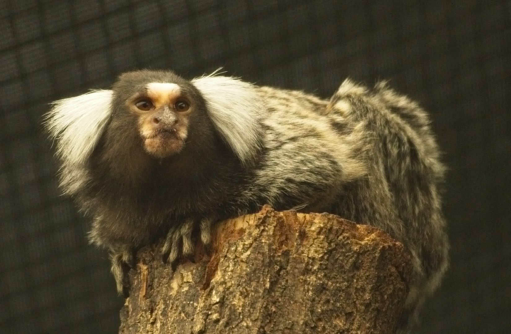 Common Marmoset