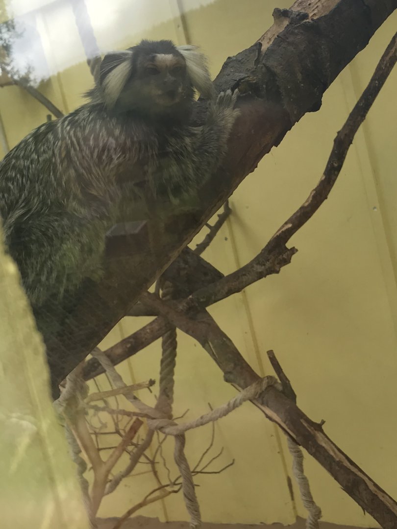 Common marmoset